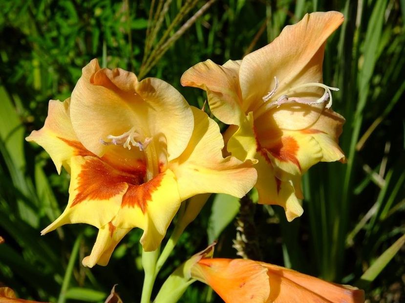 gladiole8 - 2016_06-08_Iunie-August