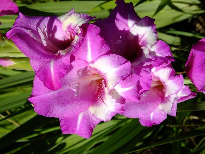 gladiole9 - 2016_06-08_Iunie-August