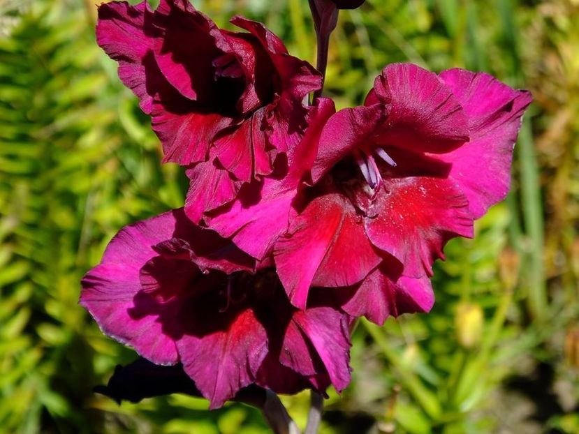 gladiole10 - 2016_06-08_Iunie-August