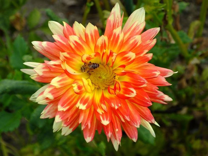 dalii8 - 2016_09-12_Sept-Dec