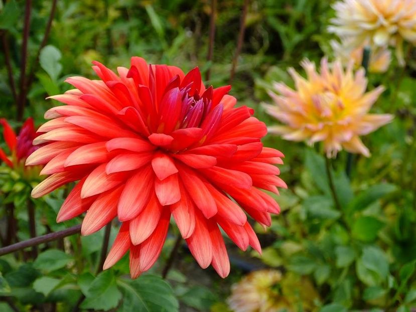 dalii9 - 2016_09-12_Sept-Dec