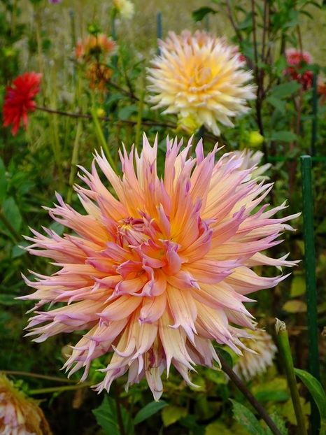 dalii23 - 2016_09-12_Sept-Dec