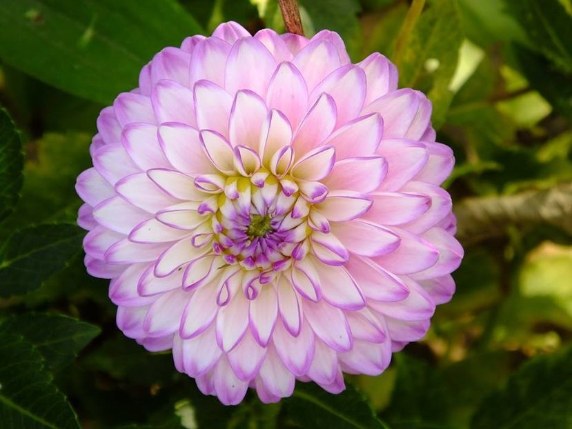 dalii28 - 2016_09-12_Sept-Dec