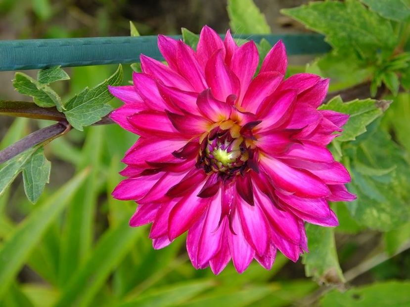 dalii30 - 2016_09-12_Sept-Dec