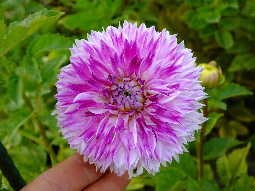 dalii32 - 2016_09-12_Sept-Dec