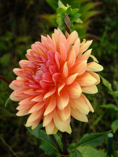 dalii36 - 2016_09-12_Sept-Dec