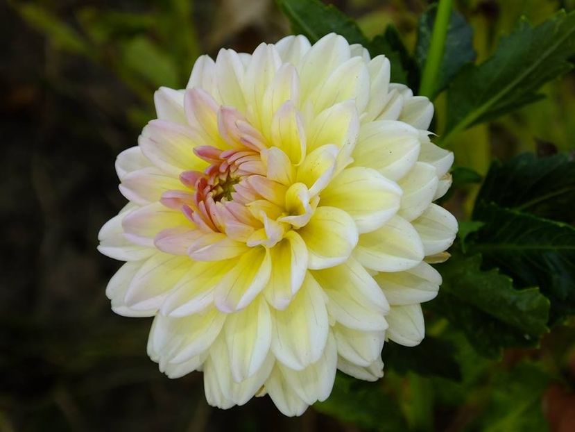 dalii37 - 2016_09-12_Sept-Dec