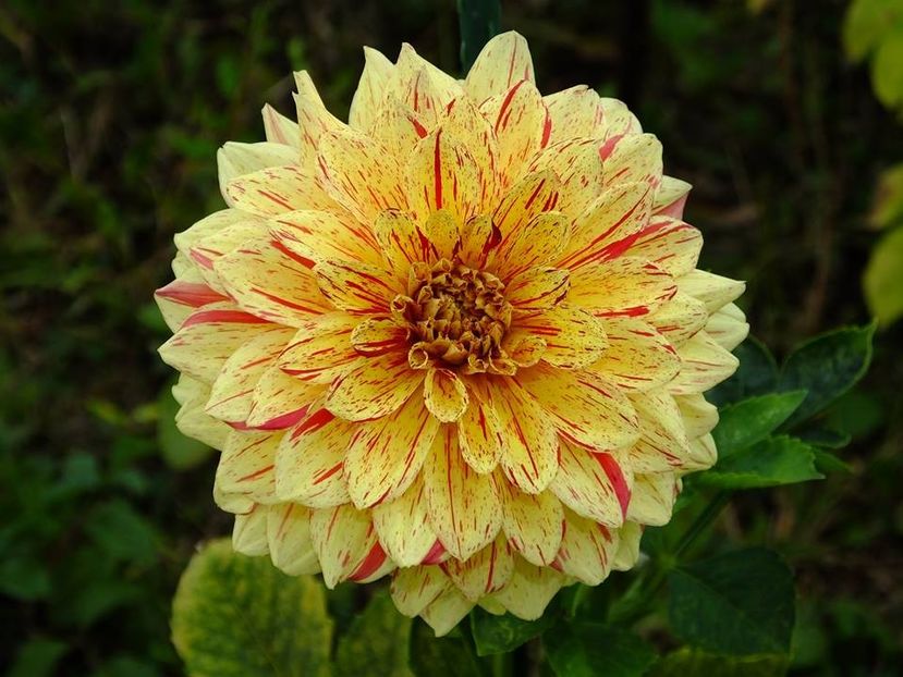 dalii44 - 2016_09-12_Sept-Dec