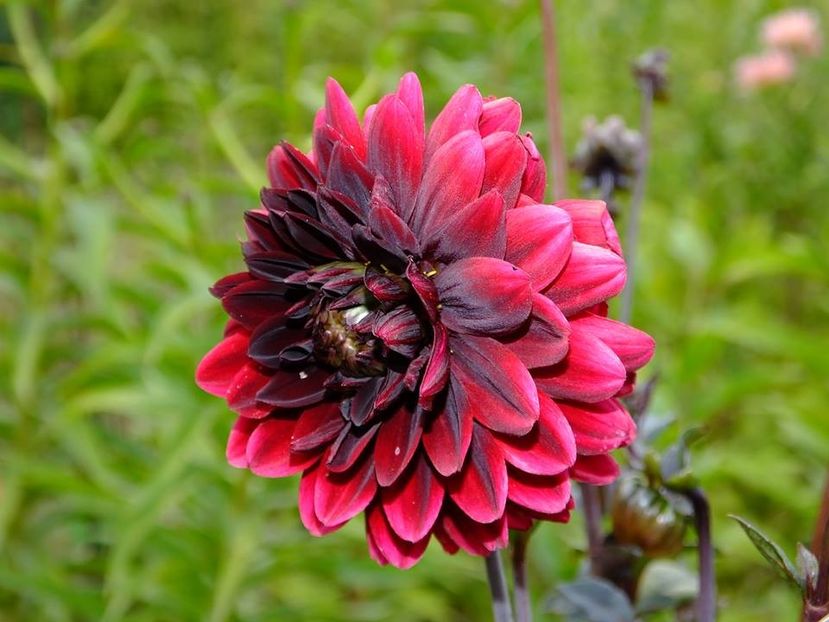 dalii45 - 2016_09-12_Sept-Dec