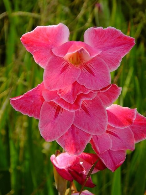 gladiole3b - 2016_09-12_Sept-Dec