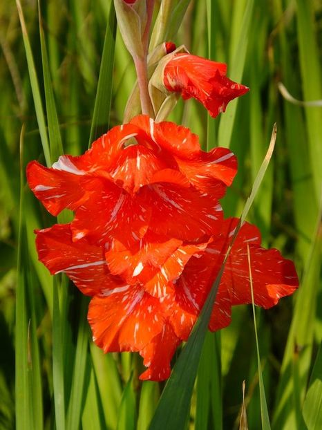 gladiole8 - 2016_09-12_Sept-Dec