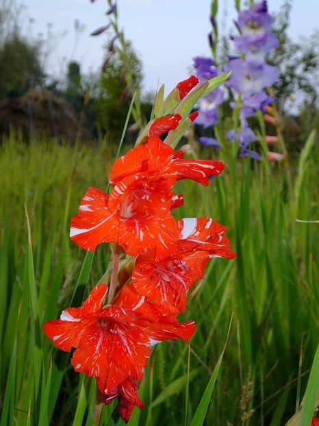 gladiole1 - 2016_09-12_Sept-Dec