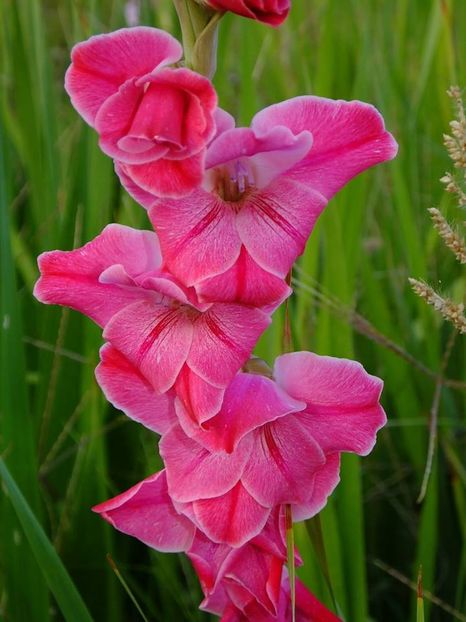 gladiole2 - 2016_09-12_Sept-Dec