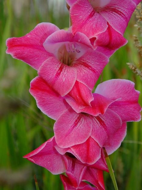 gladiole2-b - 2016_09-12_Sept-Dec