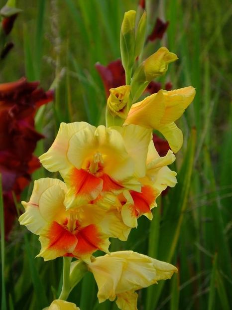 gladiole4 - 2016_09-12_Sept-Dec