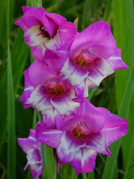 gladiole6 - 2016_09-12_Sept-Dec