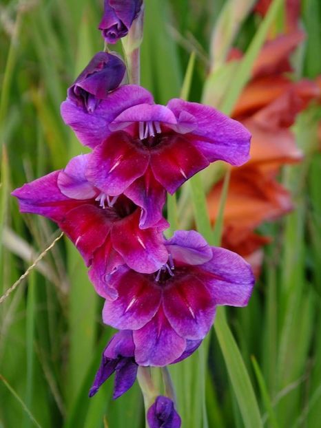 gladiole7 - 2016_09-12_Sept-Dec