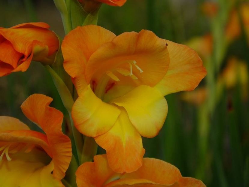 gladiole9 - 2016_09-12_Sept-Dec