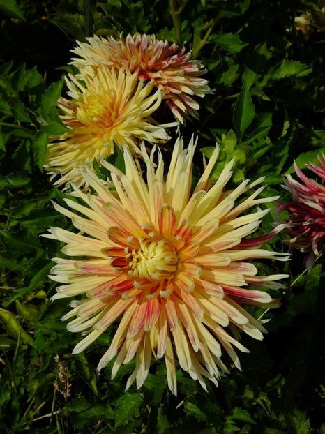 dalii5 - 2016_09-12_Sept-Dec