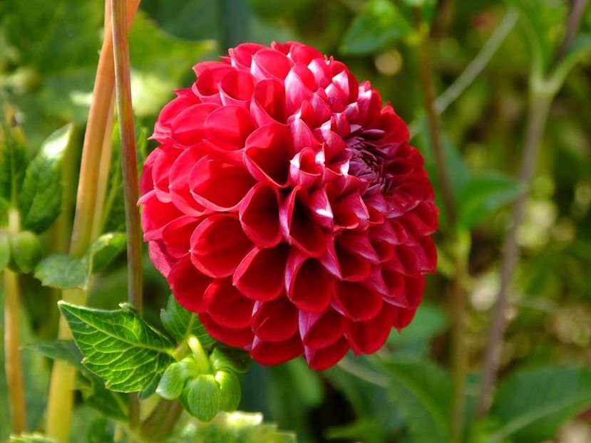 dalii6 - 2016_09-12_Sept-Dec