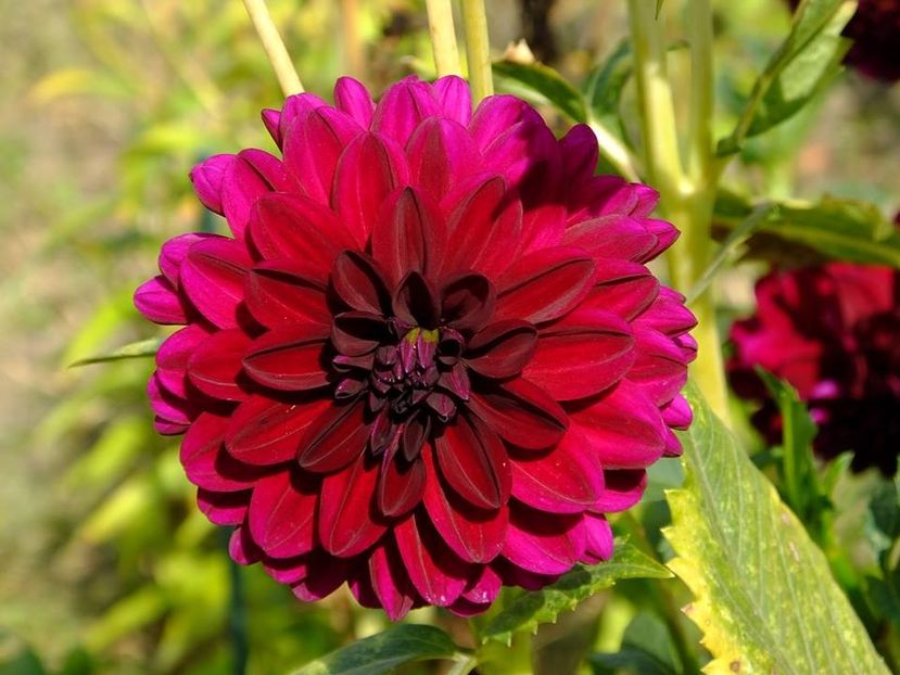 dalii8 - 2016_09-12_Sept-Dec