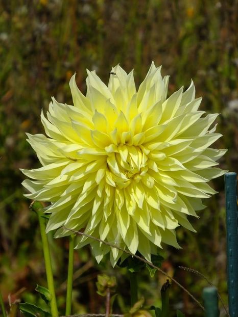 dalii9 - 2016_09-12_Sept-Dec