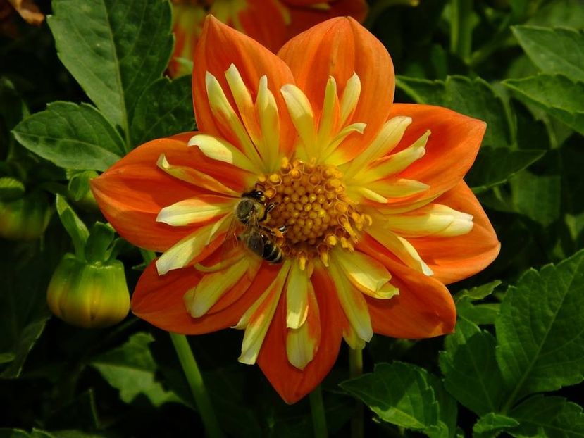 dalii-s1 - 2016_09-12_Sept-Dec