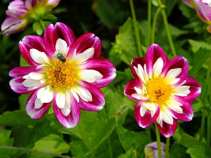 dalii-s4 - 2016_09-12_Sept-Dec