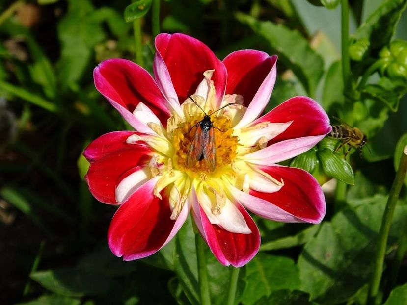 dalii-s6 - 2016_09-12_Sept-Dec