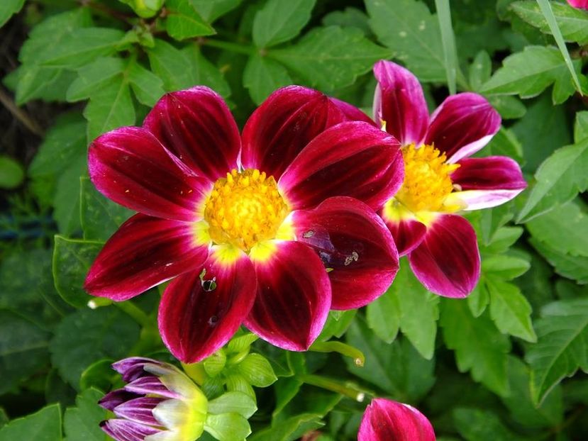 dalii-s9 - 2016_09-12_Sept-Dec