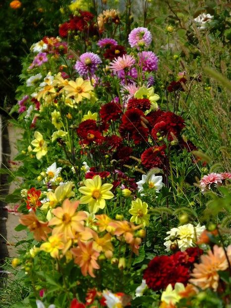 dalii-s12 - 2016_09-12_Sept-Dec