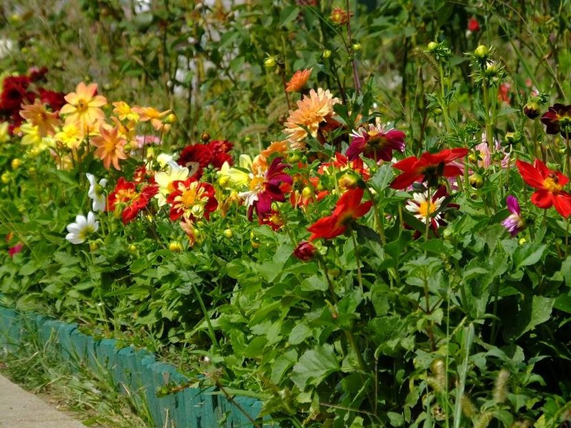 dalii-s13 - 2016_09-12_Sept-Dec