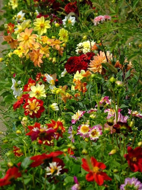 dalii-s15 - 2016_09-12_Sept-Dec