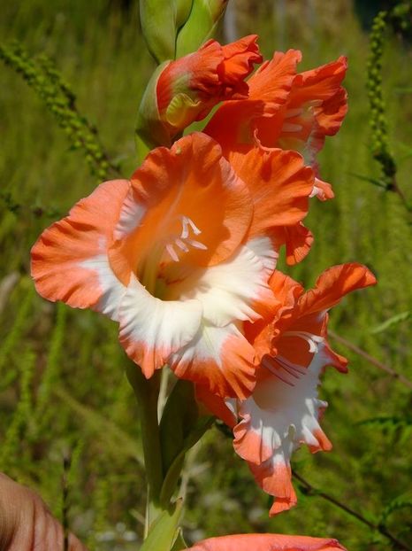 gladiole1 - 2016_09-12_Sept-Dec