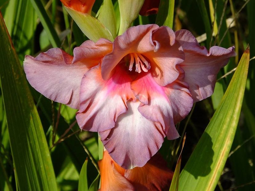 gladiole2 - 2016_09-12_Sept-Dec
