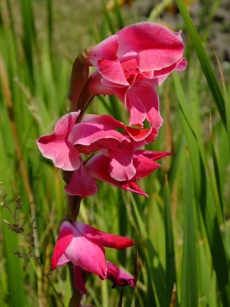 gladiole5 - 2016_09-12_Sept-Dec
