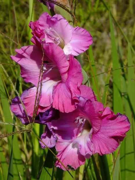 gladiole6 - 2016_09-12_Sept-Dec