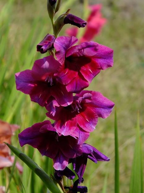 gladiole7 - 2016_09-12_Sept-Dec