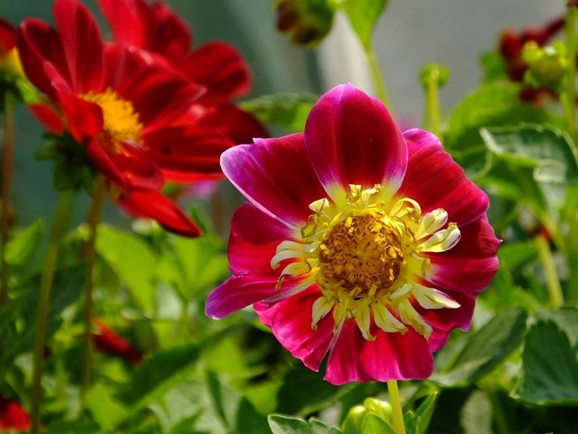 dalii-s3 - 2016_09-12_Sept-Dec