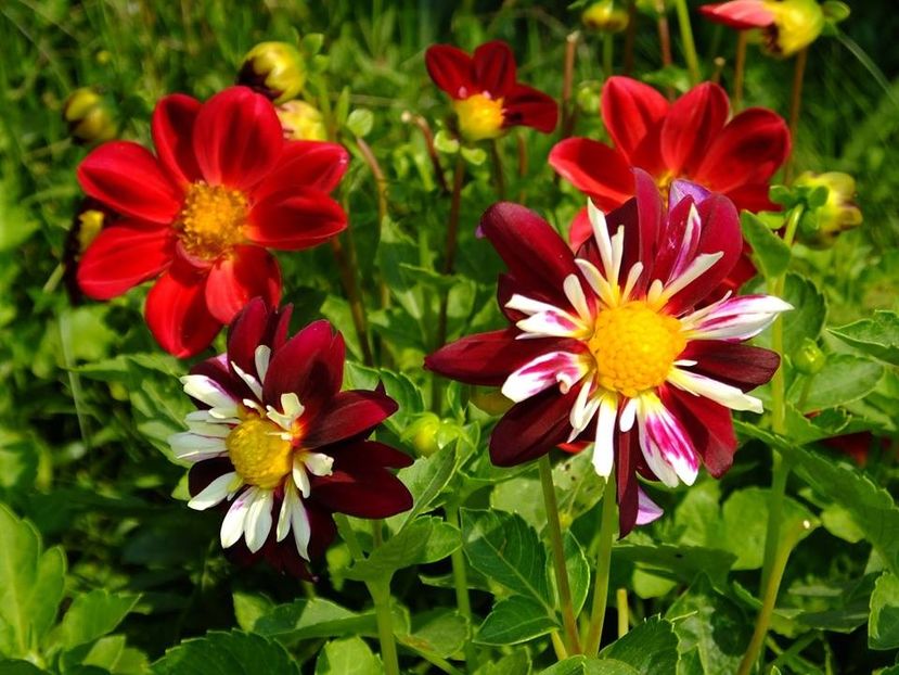 dalii-s4 - 2016_09-12_Sept-Dec