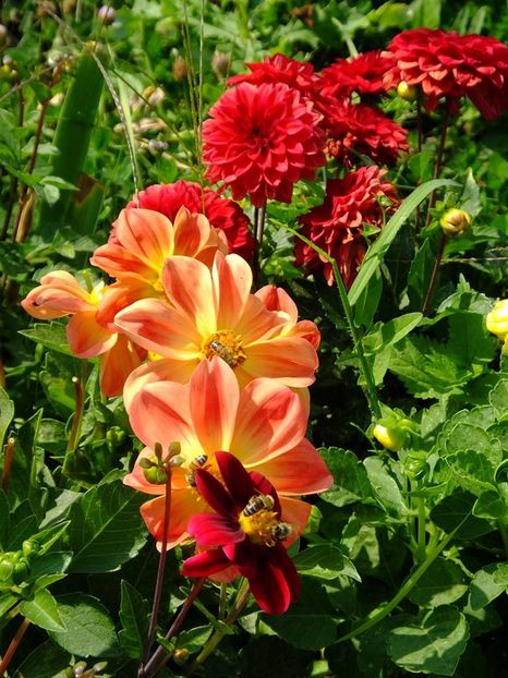 dalii-s5 - 2016_09-12_Sept-Dec