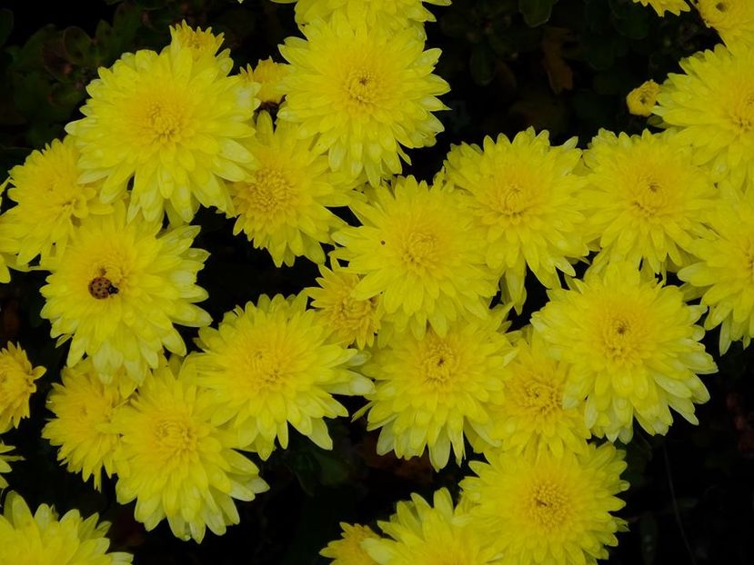 2016.10.23_crizanteme_1 - 2016_09-12_Sept-Dec