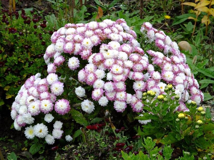 2016.10.23_crizanteme_4 - 2016_09-12_Sept-Dec