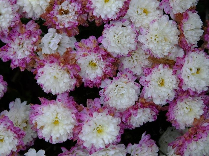 2016.10.23_crizanteme_4-2 - 2016_09-12_Sept-Dec