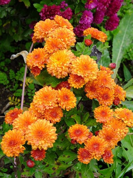 2016.10.23_crizanteme_6 - 2016_09-12_Sept-Dec