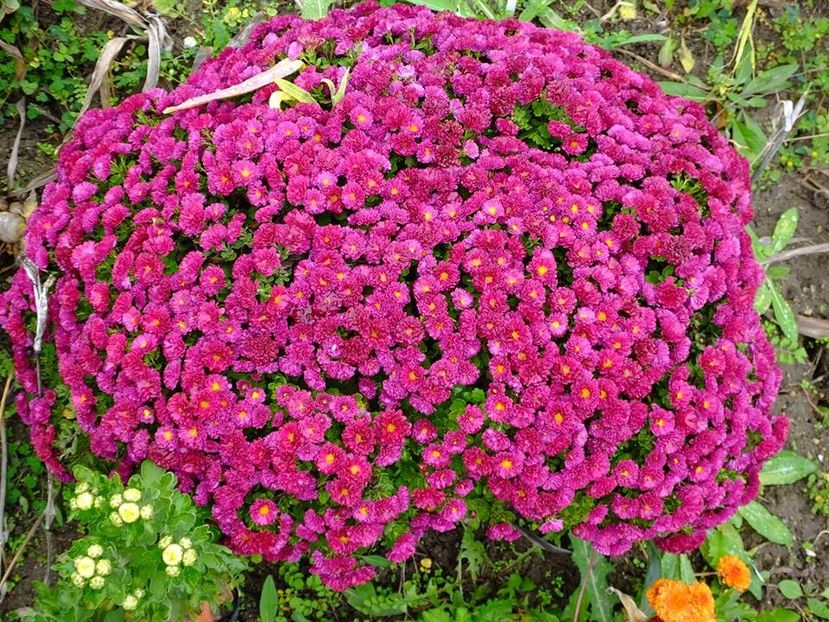 2016.10.23_crizanteme_7 - 2016_09-12_Sept-Dec