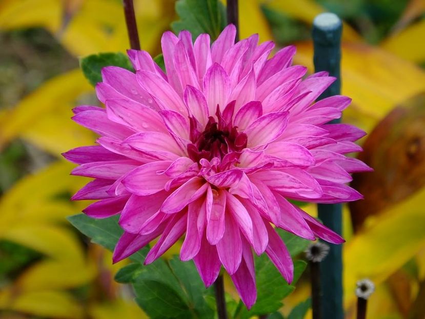 2016.10.23_dalii_1 - 2016_09-12_Sept-Dec