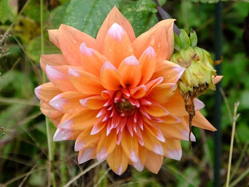 2016.10.23_dalii_2 - 2016_09-12_Sept-Dec