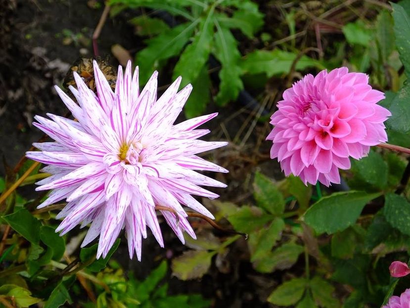 2016.10.23_dalii_3 - 2016_09-12_Sept-Dec