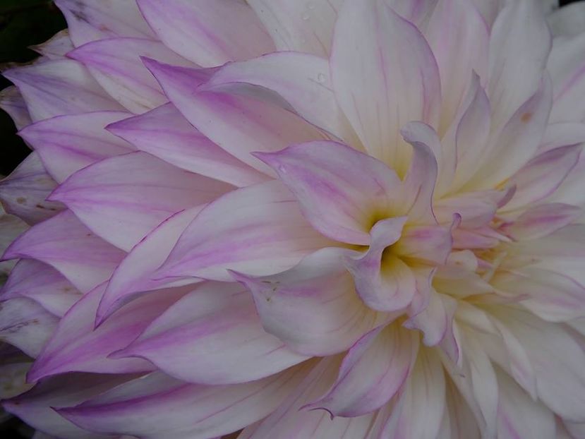 2016.10.23_dalii_11 - 2016_09-12_Sept-Dec